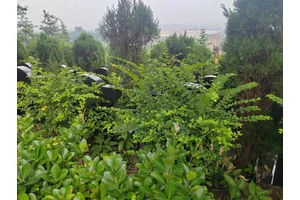 公墓管理费
