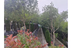 在陵园，寻得安息之所